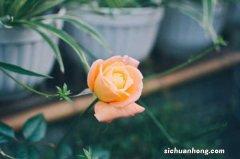 月季花什么时候剪枝