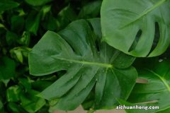 龟背竹的扦插方法