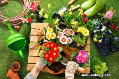 这些植物开花都有巧克力味