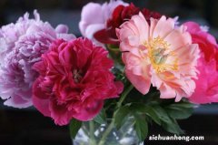 牡丹花怎么修剪