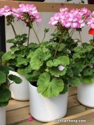 天竺葵怎么浇水