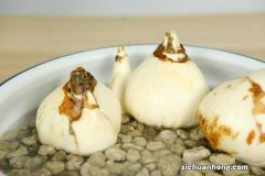 水仙花水养怎么选盆