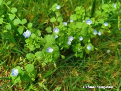 阿拉伯婆婆纳的相关品种