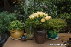 这4种花，现在扦插100%活，错过再等一年！