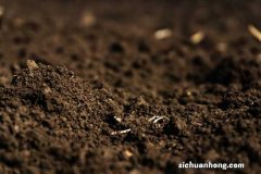 碱性土壤和酸性土壤应该种什么花