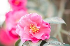 盆栽茶花用什么土