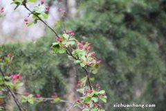 海棠花用什么盆土