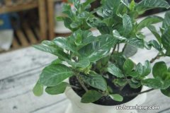 盆栽栀子花怎么浇水