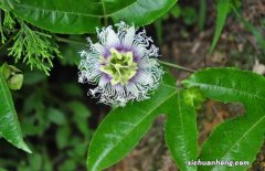 罗汉果花图片 罗汉果花的功效与作用