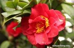 山茶花的护肤功效 山茶花的功效和作用