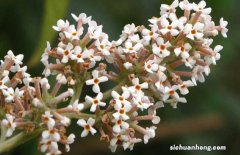 密蒙花治眼方 密蒙花的功效与作用