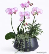 春节送什么花？过年送什么花合适