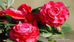 山茶花的花语是什么？山茶花的花语含义